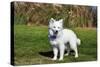 American Eskimo Puppy in Field-Zandria Muench Beraldo-Stretched Canvas