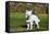 American Eskimo Puppy in Field-Zandria Muench Beraldo-Framed Stretched Canvas
