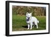 American Eskimo Puppy in Field-Zandria Muench Beraldo-Framed Photographic Print