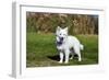 American Eskimo Puppy in Field-Zandria Muench Beraldo-Framed Photographic Print