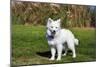 American Eskimo Puppy in Field-Zandria Muench Beraldo-Mounted Photographic Print