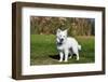 American Eskimo Puppy in Field-Zandria Muench Beraldo-Framed Photographic Print