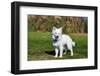 American Eskimo Puppy in Field-Zandria Muench Beraldo-Framed Photographic Print