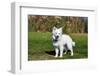 American Eskimo Puppy in Field-Zandria Muench Beraldo-Framed Photographic Print