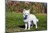 American Eskimo Puppy in Field-Zandria Muench Beraldo-Mounted Photographic Print