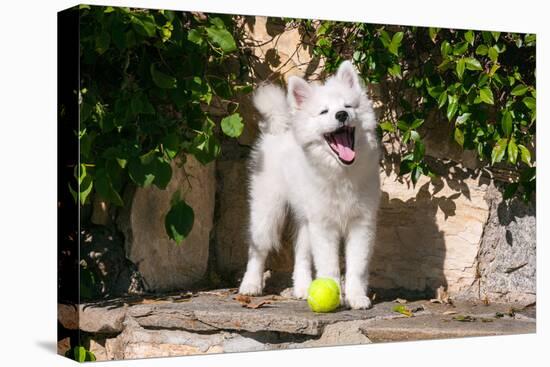 American Eskimo Puppy Ready to Play Ball-Zandria Muench Beraldo-Stretched Canvas