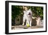 American Eskimo Puppy Ready to Play Ball-Zandria Muench Beraldo-Framed Photographic Print