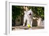 American Eskimo Puppy Ready to Play Ball-Zandria Muench Beraldo-Framed Photographic Print