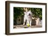 American Eskimo Puppy Ready to Play Ball-Zandria Muench Beraldo-Framed Photographic Print