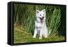 American Eskimo Puppy Sitting Near Tall Grasses-Zandria Muench Beraldo-Framed Stretched Canvas