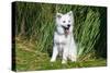 American Eskimo Puppy Sitting Near Tall Grasses-Zandria Muench Beraldo-Stretched Canvas