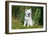 American Eskimo Puppy Sitting Near Tall Grasses-Zandria Muench Beraldo-Framed Photographic Print