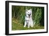 American Eskimo Puppy Sitting Near Tall Grasses-Zandria Muench Beraldo-Framed Photographic Print