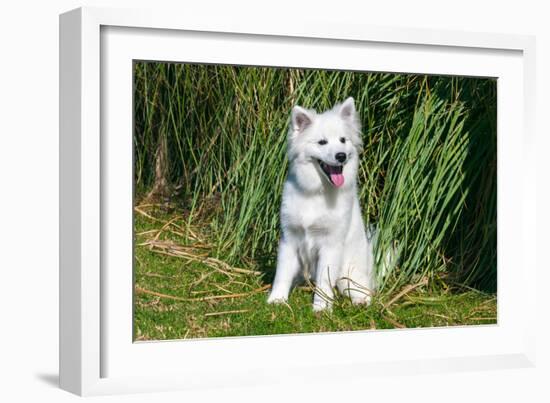 American Eskimo Puppy Sitting Near Tall Grasses-Zandria Muench Beraldo-Framed Photographic Print