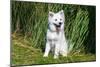 American Eskimo Puppy Sitting Near Tall Grasses-Zandria Muench Beraldo-Mounted Photographic Print