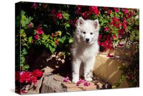 American Eskimo Puppy Sitting on Garden Stairs-Zandria Muench Beraldo-Stretched Canvas