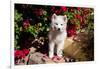 American Eskimo Puppy Sitting on Garden Stairs-Zandria Muench Beraldo-Framed Photographic Print