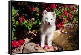 American Eskimo Puppy Sitting on Garden Stairs-Zandria Muench Beraldo-Framed Stretched Canvas