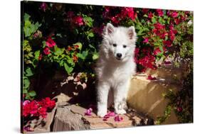 American Eskimo Puppy Sitting on Garden Stairs-Zandria Muench Beraldo-Stretched Canvas