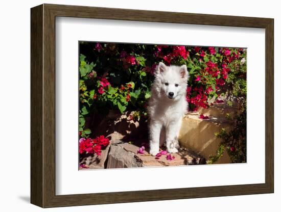 American Eskimo Puppy Sitting on Garden Stairs-Zandria Muench Beraldo-Framed Photographic Print