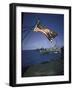 American Flag Flying over Us Navy Ships at Sea-null-Framed Photographic Print