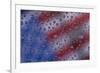 American flag reflection in dew drops-Darrell Gulin-Framed Photographic Print