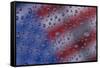 American flag reflection in dew drops-Darrell Gulin-Framed Stretched Canvas