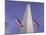 American Flags and the Washington Monument, Washington D.C., USA-Kim Hart-Mounted Photographic Print