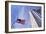 American Flags Surrounding the Washington Memorial on the National Mall in Washington Dc.-1photo-Framed Photographic Print