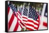 American Flags-PaulMaguire-Framed Stretched Canvas