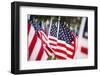 American Flags-PaulMaguire-Framed Photographic Print