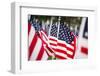 American Flags-PaulMaguire-Framed Photographic Print