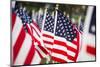 American Flags-PaulMaguire-Mounted Photographic Print