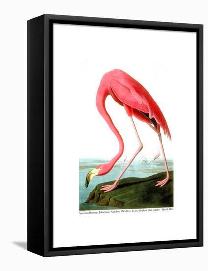 American Flamingo, 1834-John James Audubon-Framed Stretched Canvas