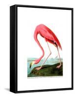 American Flamingo, 1834-John James Audubon-Framed Stretched Canvas