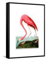 American Flamingo, 1834-John James Audubon-Framed Stretched Canvas