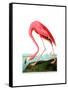 American Flamingo, 1834-John James Audubon-Framed Stretched Canvas