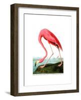 American Flamingo, 1834-John James Audubon-Framed Premium Giclee Print