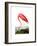 American Flamingo, 1834-John James Audubon-Framed Premium Giclee Print