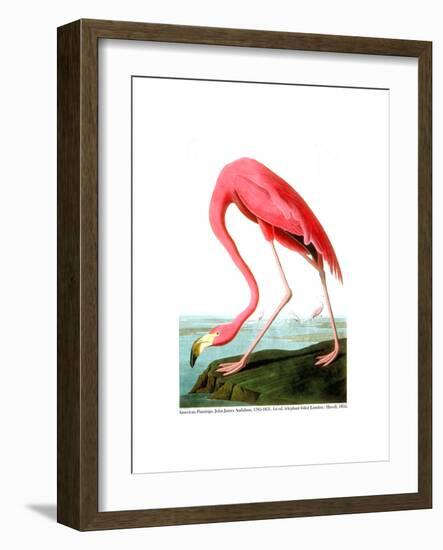 American Flamingo, 1834-John James Audubon-Framed Premium Giclee Print