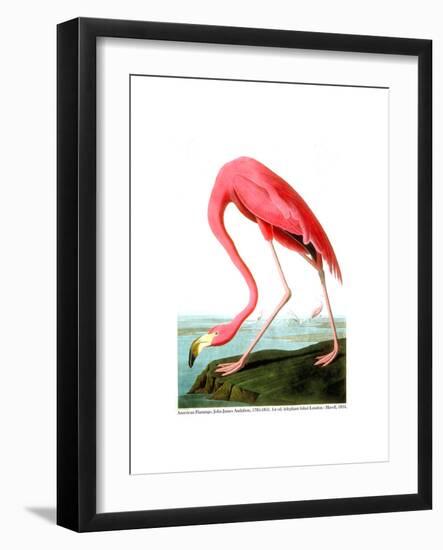 American Flamingo, 1834-John James Audubon-Framed Premium Giclee Print