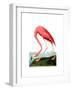 American Flamingo, 1834-John James Audubon-Framed Premium Giclee Print