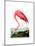 American Flamingo, 1834-John James Audubon-Mounted Premium Giclee Print