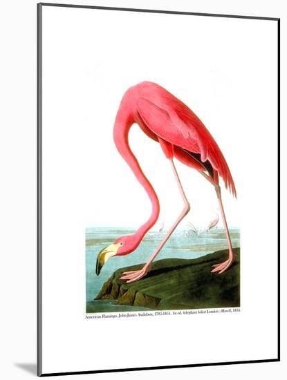 American Flamingo, 1834-John James Audubon-Mounted Premium Giclee Print