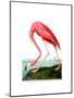 American Flamingo, 1834-John James Audubon-Mounted Premium Giclee Print
