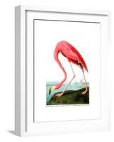 American Flamingo, 1834-John James Audubon-Framed Giclee Print