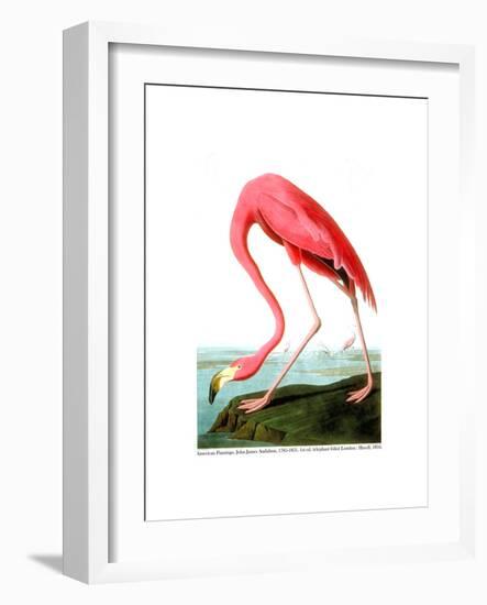 American Flamingo, 1834-John James Audubon-Framed Giclee Print