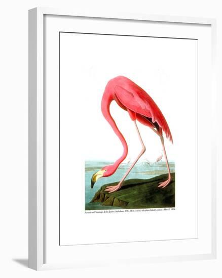 American Flamingo, 1834-John James Audubon-Framed Giclee Print