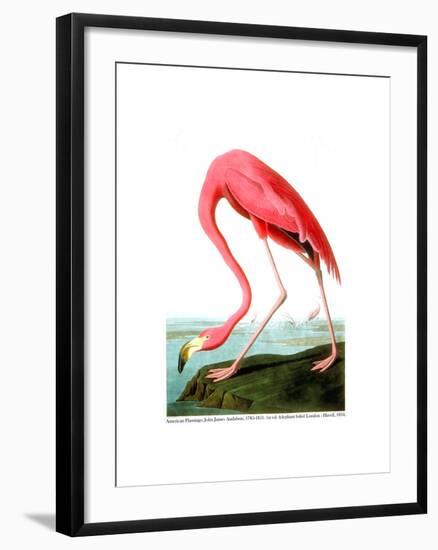 American Flamingo, 1834-John James Audubon-Framed Giclee Print