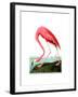 American Flamingo, 1834-John James Audubon-Framed Giclee Print